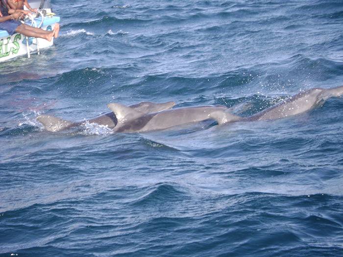 A pod of dolphins off the Tobago coast