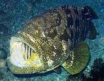 A grouper brought up from the wrecks