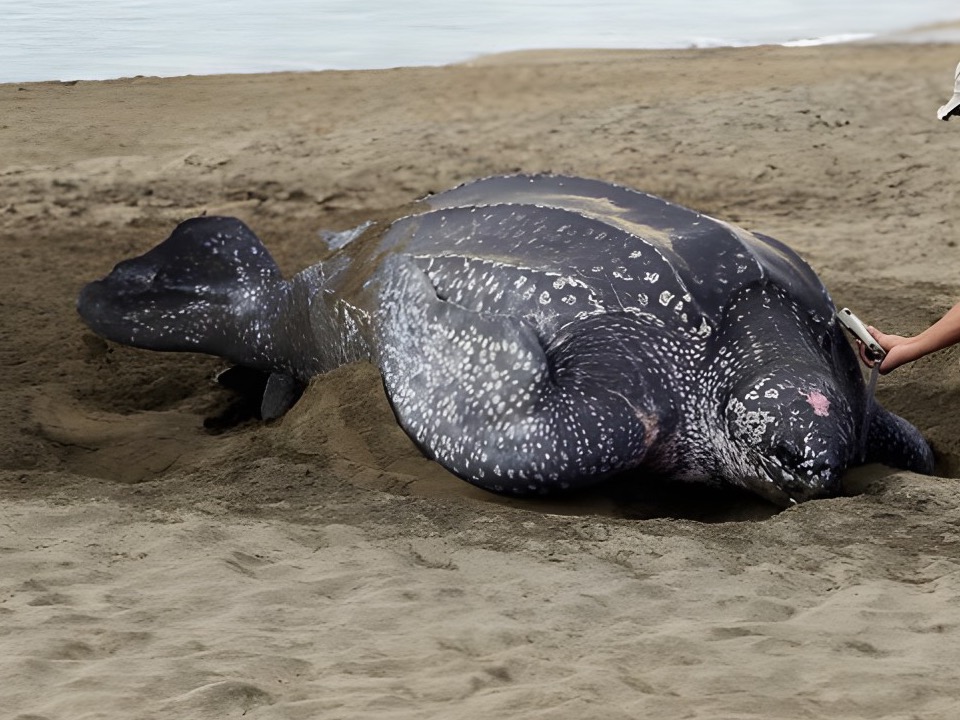 A leatherback turtle nesting in the sand