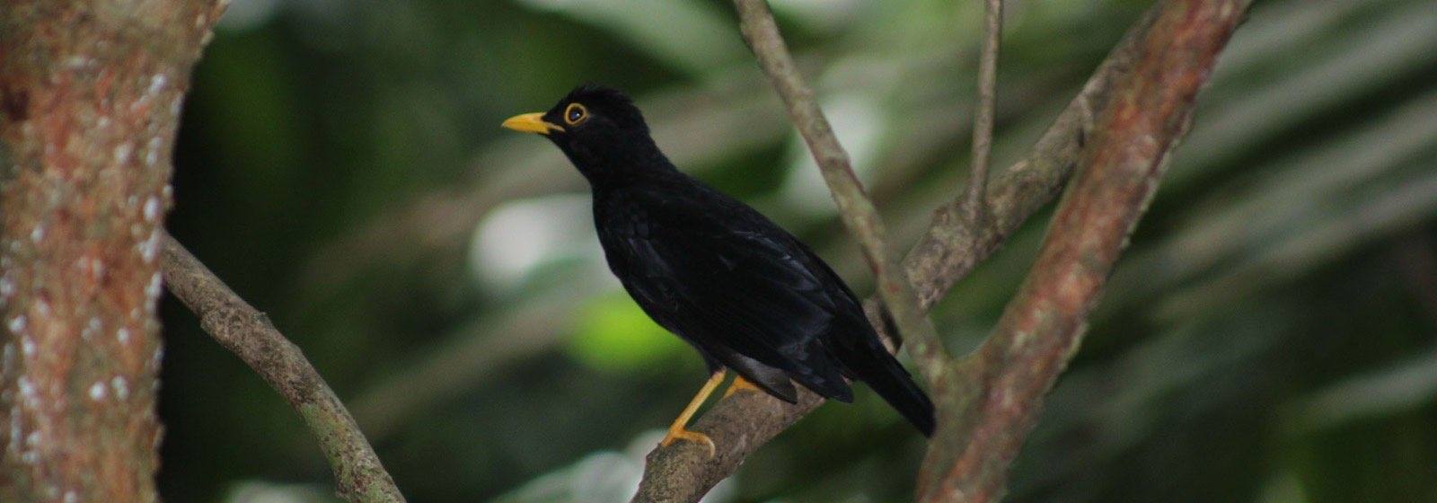 Yellow-eyed blackbird in the branches