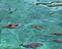 Snorkelling over the Buccoo Reef