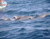 Dolphins swimming alongside the boat
