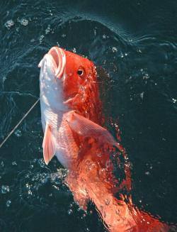 Red snapper held up by a guest