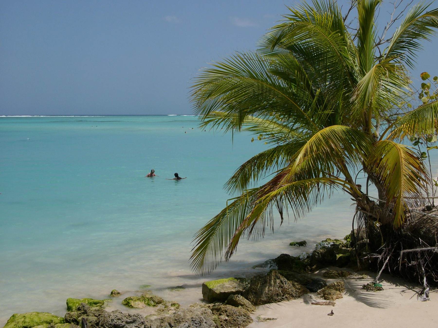 A palm leaning over the turquoise shallows at Buccoo