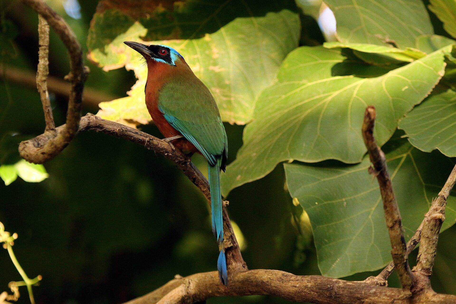 A Trinidad motmot with its racquet tail, perched on a branch