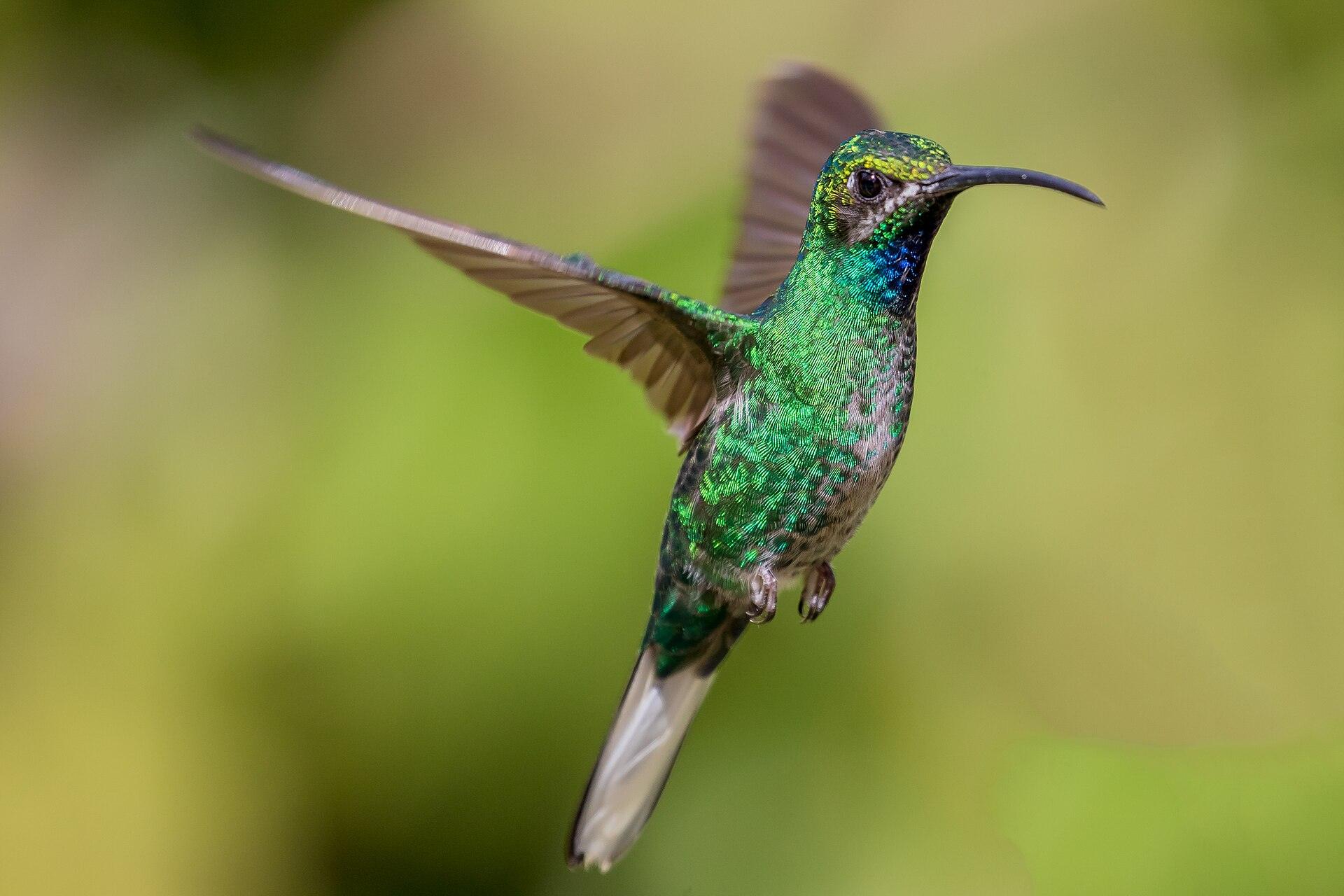 White-tailed sabrewing hummingbird in flight