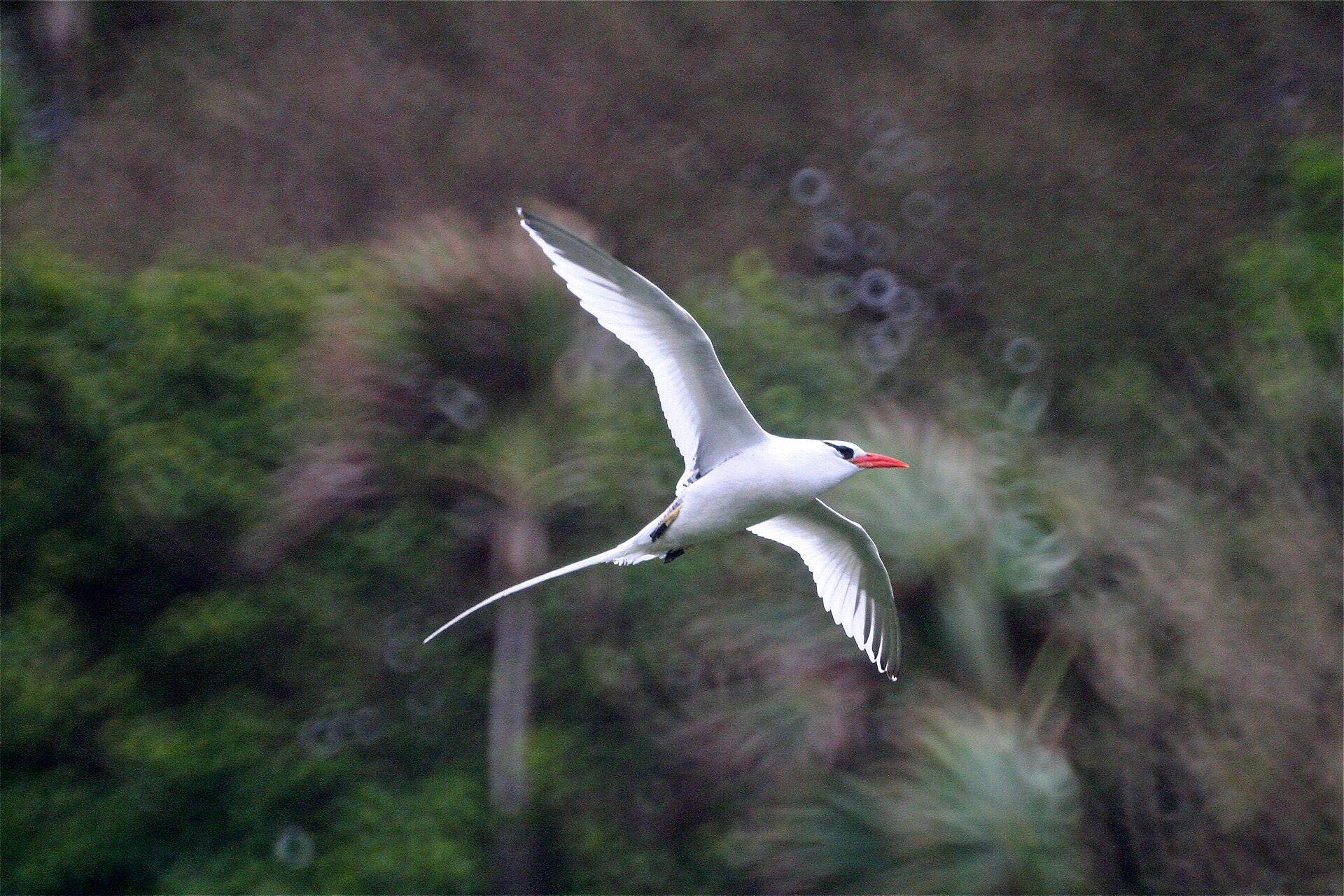 A red-billed tropicbird gliding over Little Tobago