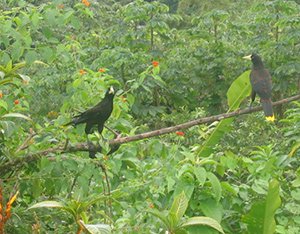 Bird watching with Frankie Tours and Rentals in Tobago