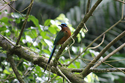 Bird watching with Frankie Tours and Rentals in Tobago