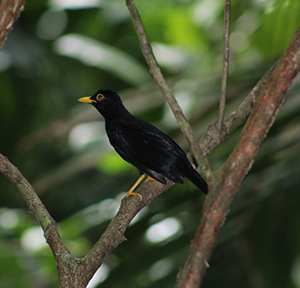 Bird watching with Frankie Tours and Rentals in Tobago