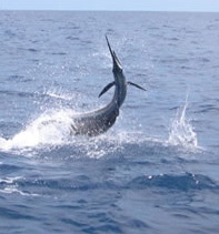 Deep Sea Fishing in Tobago