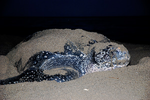 Turtle watching in Tobago with Frankie Tours and Rentals