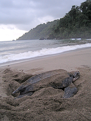 Turtle watching in Tobago with Frankie Tours and Rentals