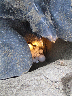 Turtle watching in Tobago with Frankie Tours and Rentals